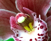 fotos-de-orquideas-2