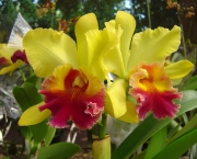 fotos-de-orquideas-3
