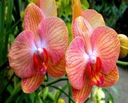 fotos-de-orquideas-5