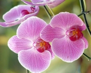 fotos-de-orquideas-7