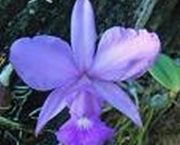 fotos-de-orquideas-9