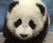 foto-de-panda-1.jpg