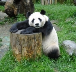 foto-de-panda-11.jpg