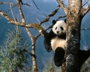 foto-de-panda-12.jpg