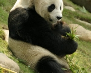 foto-de-panda-13.jpg