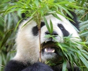 foto-de-panda-15.jpg