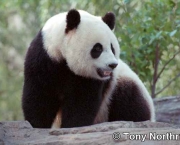 foto-de-panda-17.jpg