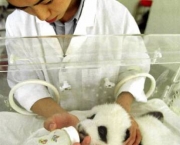 foto-de-panda-2.jpg