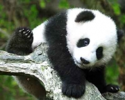 foto-de-panda-3.jpg