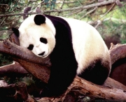 foto-de-panda-4.jpg