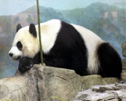 foto-de-panda-5.jpg