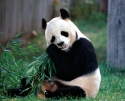 foto-de-panda-6.jpg