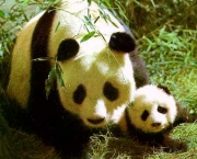 foto-de-panda-7.jpg