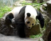 foto-de-panda-9.jpg