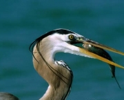 heron-azul-comendo.jpg