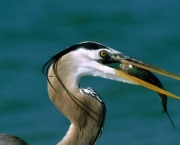 heron-azul-comendo.jpg