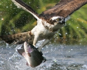 osprey-pescando.jpg