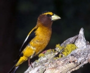 passaro-grosbeak.jpg