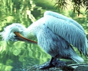 pelicano-branco.jpg