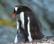 pinguim-da-antartica.jpg