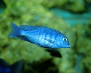 Peixe Azul