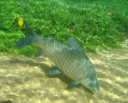 Peixe na Areia