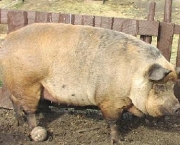 porco-4.jpg