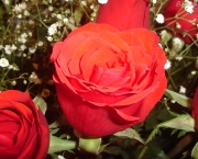 fotos-de-rosas-9