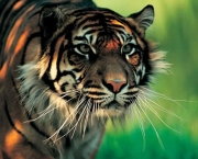 Tigre de Sumatra