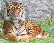 Tigre do Cáspio