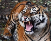 Tigre Indochinês