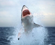 A great white shark surges from the water off the coast of Cape Town, South Africa.