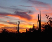 Cacto do Arizona