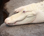 Fotos do Crocodilo Albino (1)