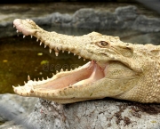 Fotos do Crocodilo Albino (5)