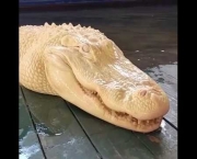 Fotos do Crocodilo Albino (8)