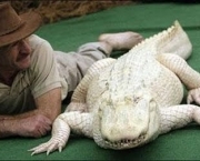 Fotos do Crocodilo Albino (10)