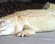 Fotos do Crocodilo Albino (11)