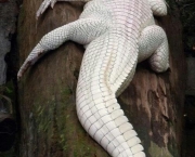 Fotos do Crocodilo Albino (12)