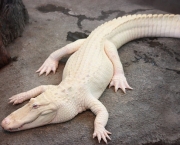 Fotos do Crocodilo Albino (13)