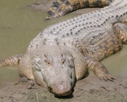 Fotos do Crocodilo Albino (14)