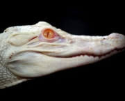 Fotos do Crocodilo Albino (15)