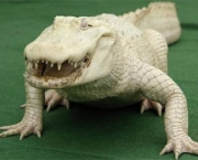 crocodilo-albino-2.jpg