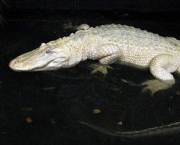 crocodilo-albino-3.jpg