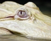 crocodilo-albino-4.jpg
