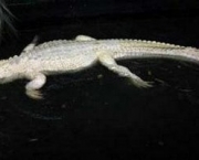 crocodilo-albino-6.jpg