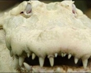 crocodilo-albino-7.jpg