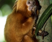 mico-leao-dourado-1