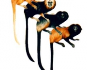 mico-leao-dourado-11