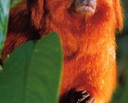 mico-leao-dourado-12